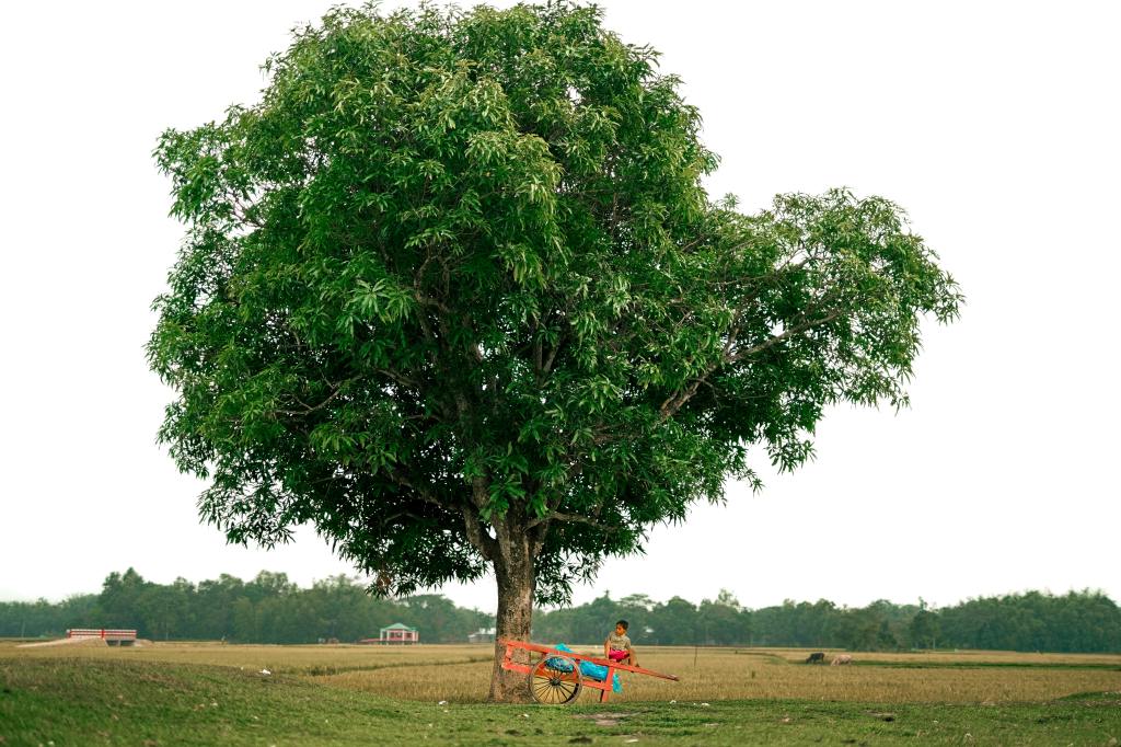 একটি ছোট্ট বীজ, একটি বিশাল জ্ঞানবৃক্ষ: সহজে এআই&nbsp;শেখা